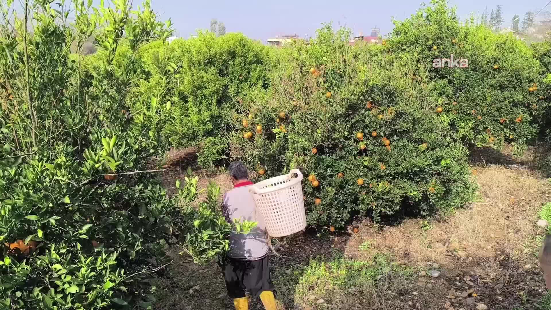 Narenciye toptancısı "giderlerin yüksekliğinden", işçiler ise yevmiyelerin düşüklüğünden yakınıyor... Gaziantepli alıcı: "Dalında kalmasın diye bu ağaçlar toplanıyor, para ettiğinden değil"