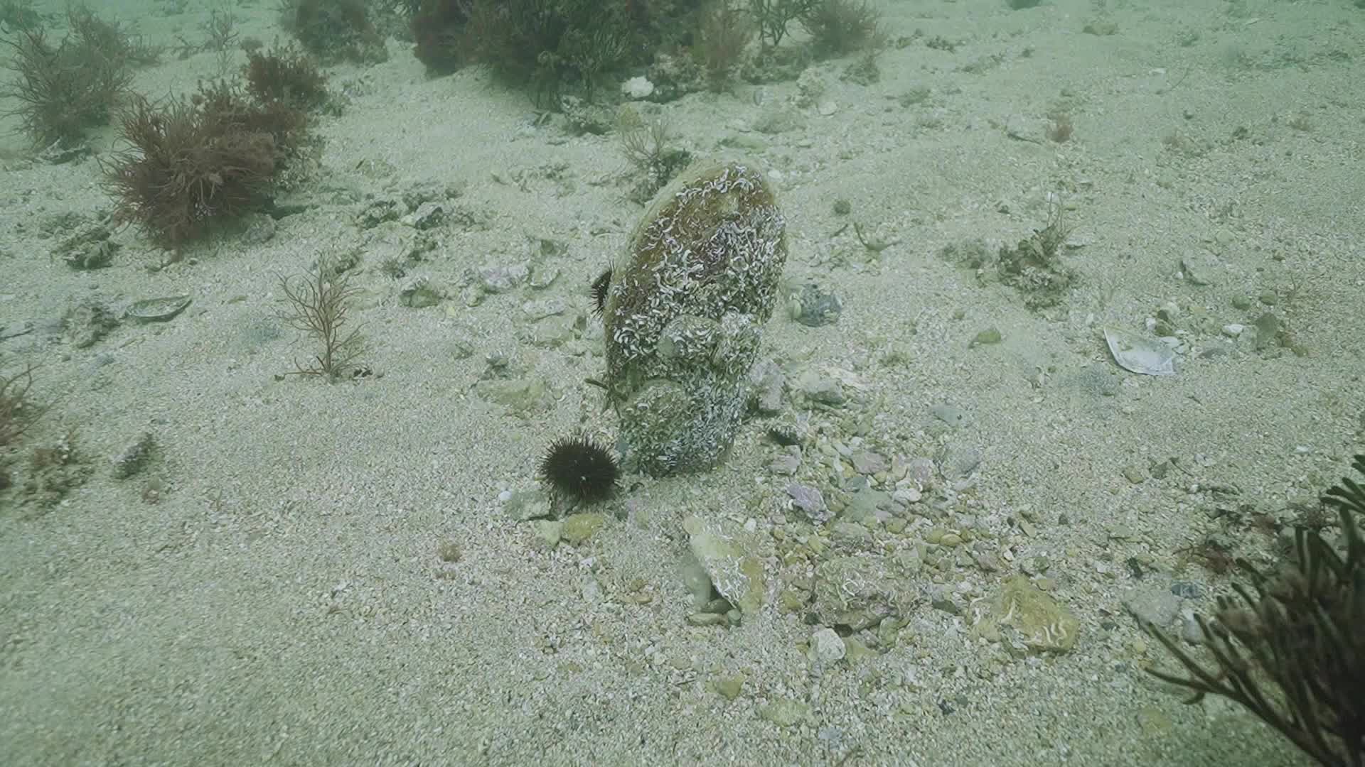 Tuzla'da pina ve deniz çayırları görüldü
