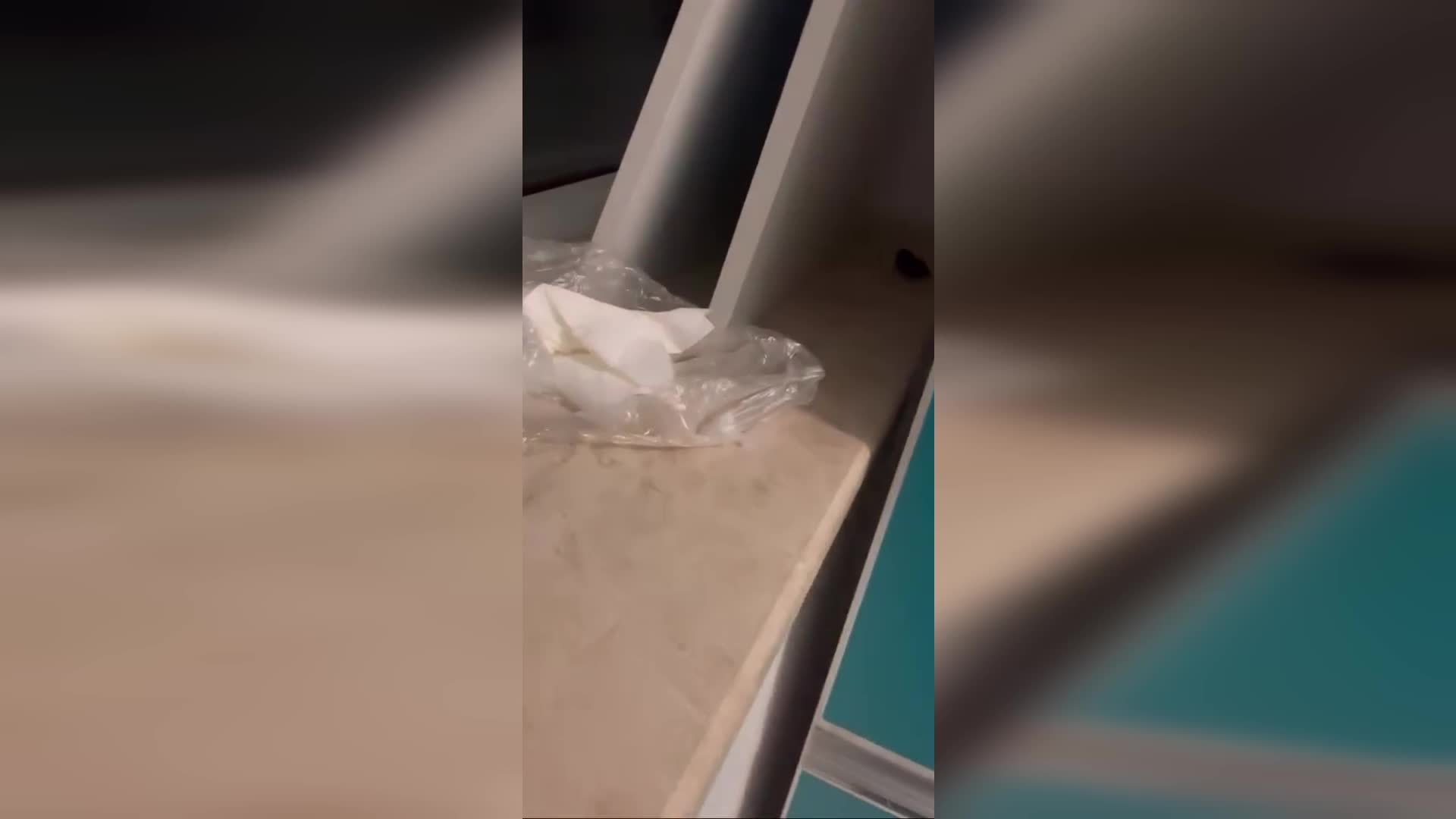 Muğla'da hastane odasında fare görüldü