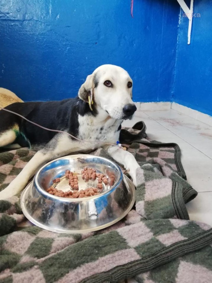 BODRUM'DA ARACIN ÇARPIP KAÇTIĞI HAMİLE KÖPEK KURTARILDI