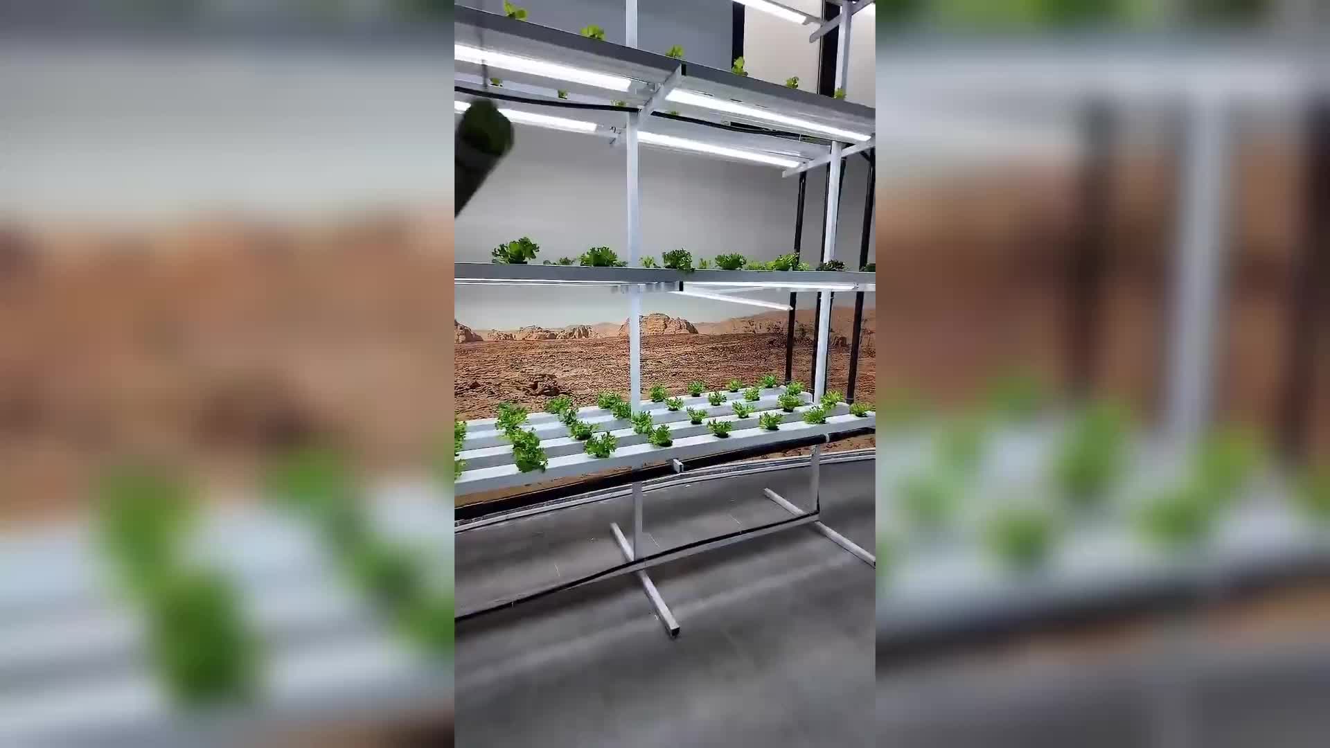 Merkezefendili minikler, topraksız tarım serasında hasat yaptı