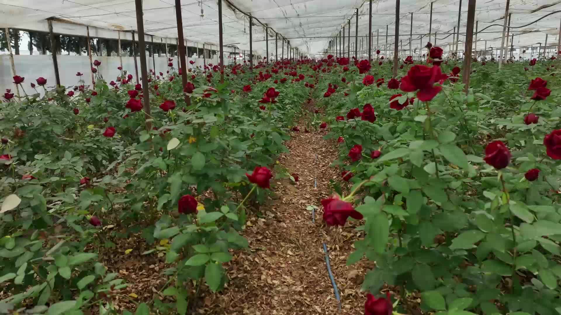 14 Şubat’ta da gül üreticisinin yüzünü güldürmedi: “Emeğimizi alamadık”