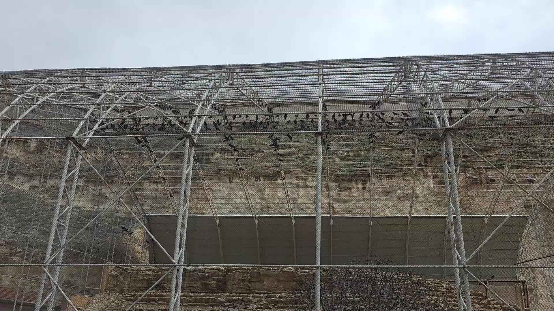 Kelaynaklar Birecik'te doğaya salındı