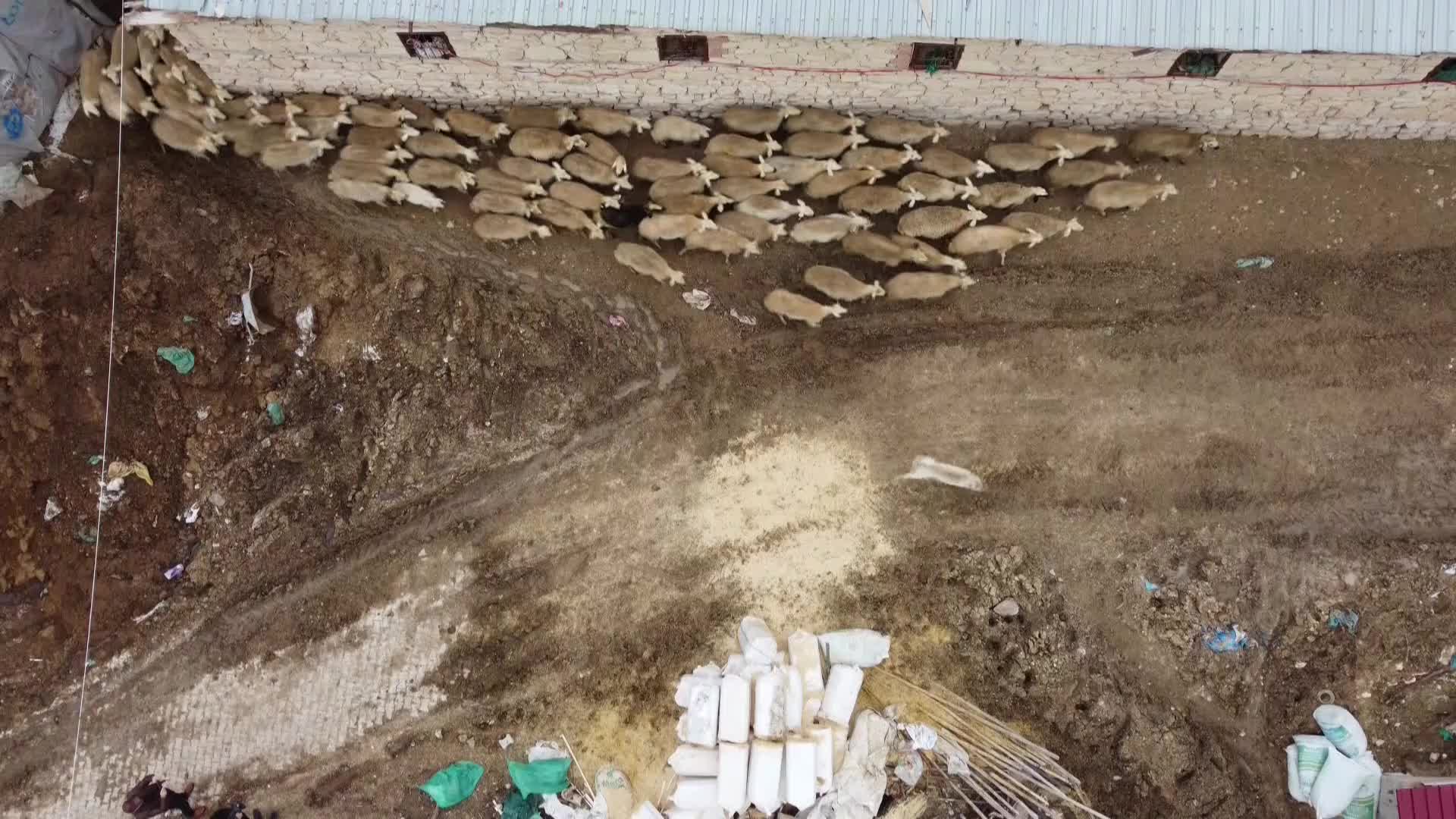 Malatya’da kuzular anneleriyle buluştu: Üreticiler umutlu