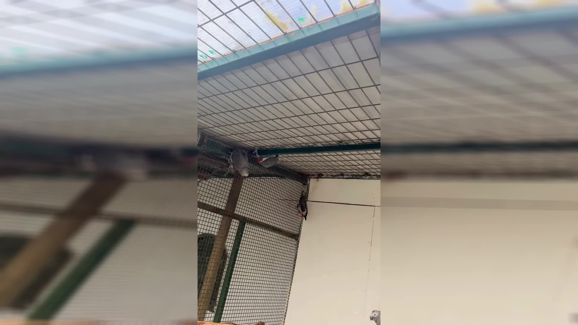 Libya’dan İstanbul Havalimanı’na gelen 2 yolcunun bavullarında 20 adet Afrika Gri Papağanı ele geçirildi