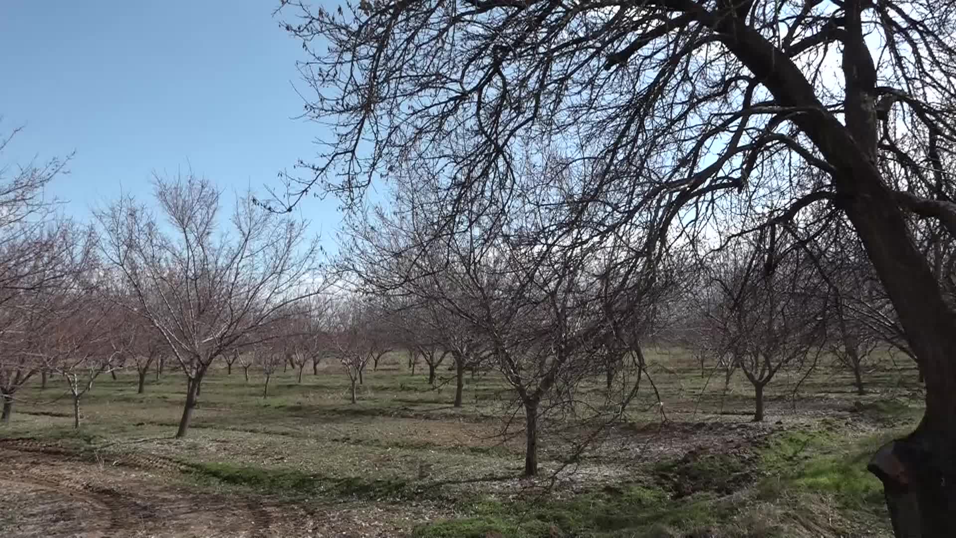 Malatya'da üreticiler, don ve kuraklığın vurduğu kayısıda temkinli...Ziraat Mühendisleri Odası Başkanı Fevzi Çiçek: 60-70 bin ton rekolte bekleniyor