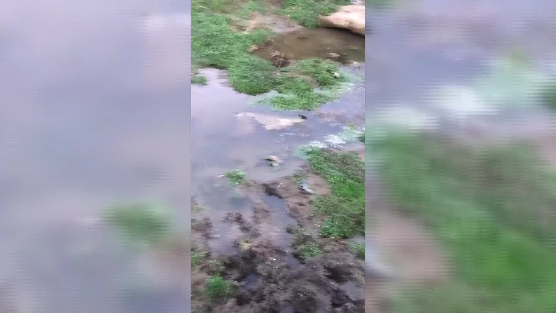 Sinop'ta bataklığa saplanan inek, Sinop Belediyesi itfaiye ekiplerince kurtarıldı