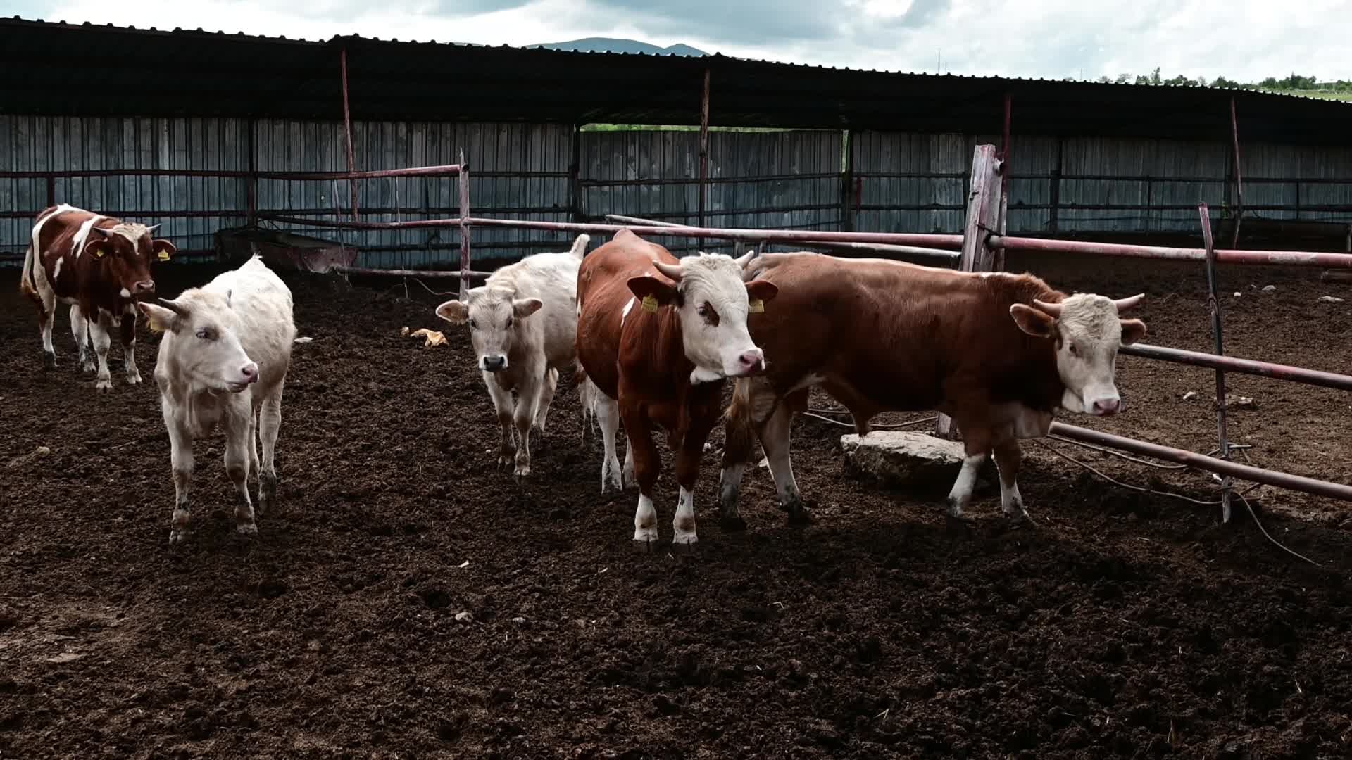 Yozgatlı çiftçiler: "Hayvancılık bitti, çünkü genç nesil kalmadı"