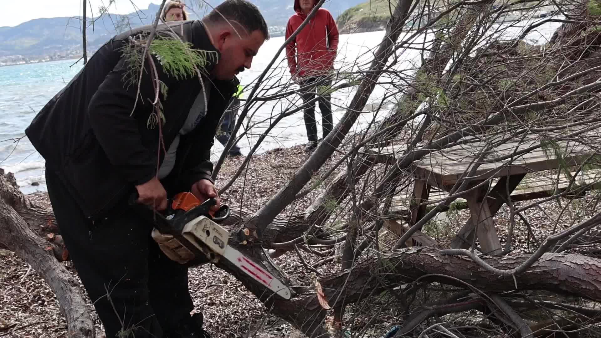 Bodrum Belediyesi, fırtınada devrilen ağaçları yeniden toprakla buluşturuyor