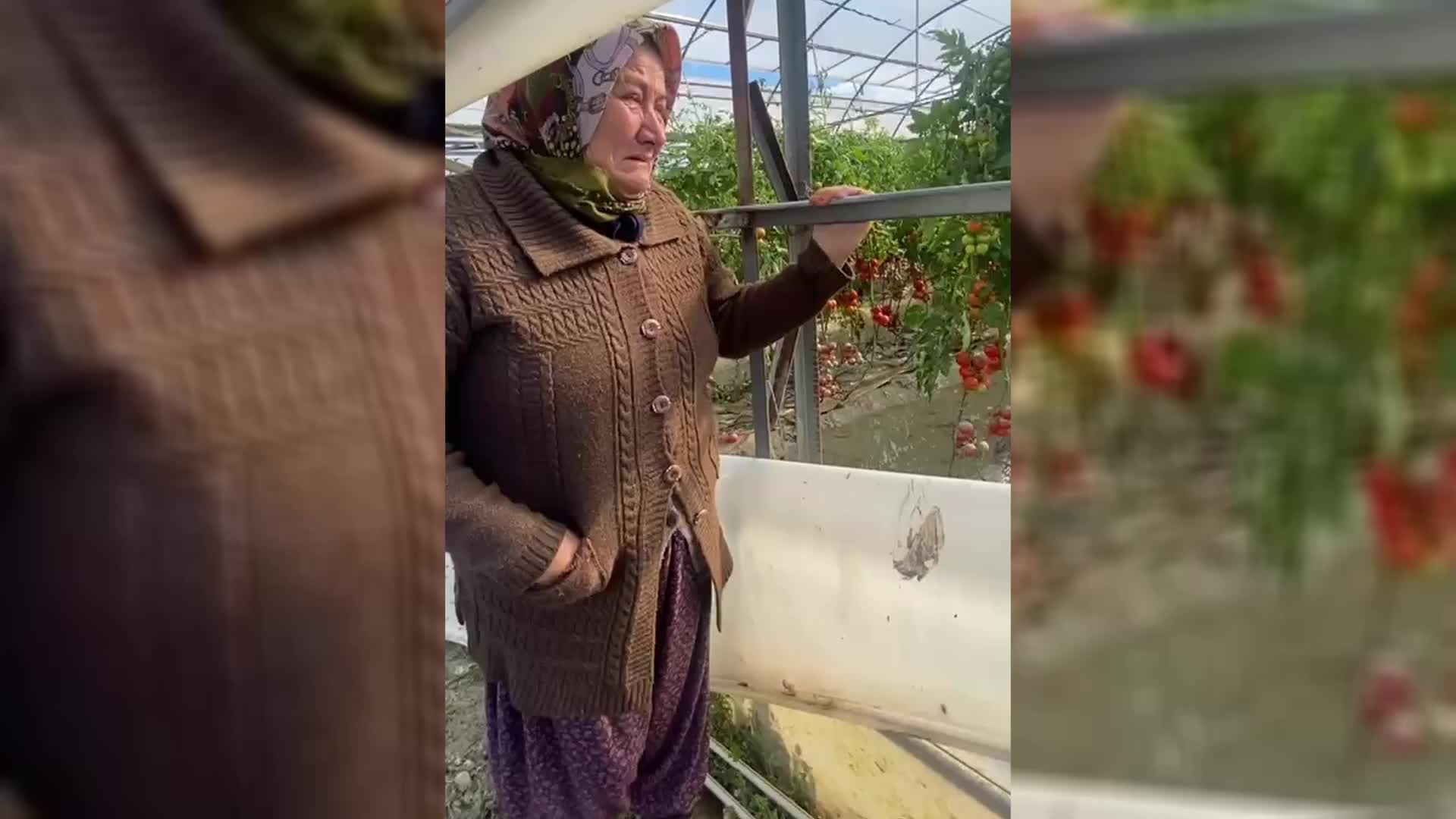 Muğla'da sel seraları vurdu, 80 ton domatesi heba olan üretici Fetane İstekli: "Biz halimizi kime yanacağız?"