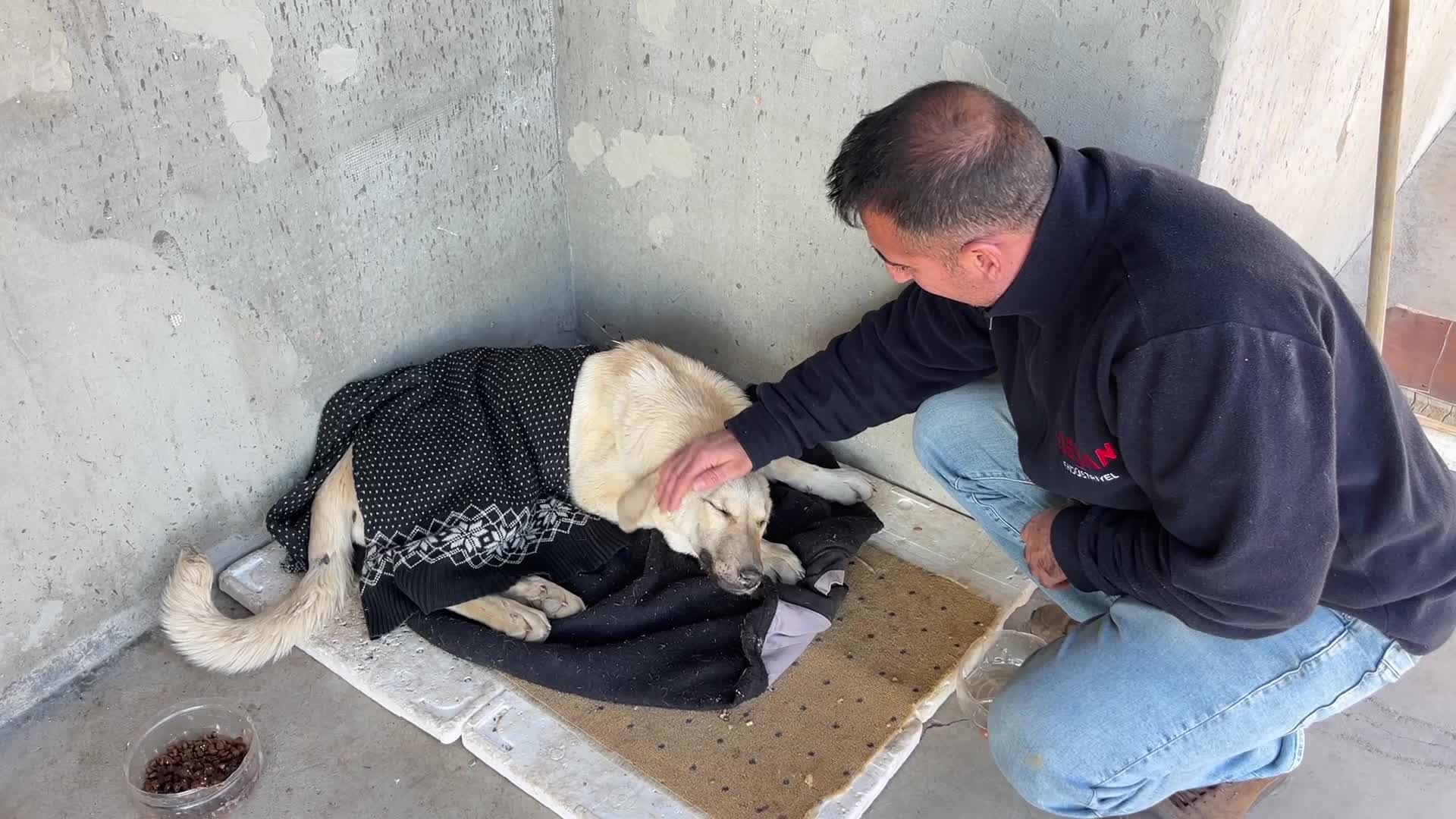 Tunceli'de evden kaçtıktan sonra barınağa alınan çipli köpek enfeksiyon kaptı, sahibi suç duyurusunda bulunacak