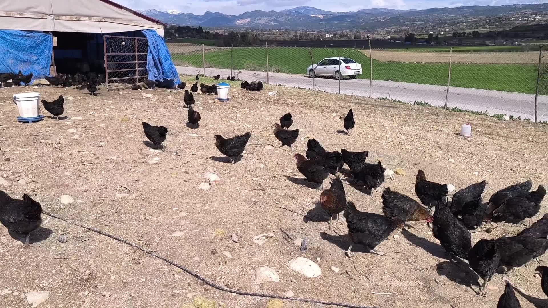 Osmaniyeli besici "Maliyetlerden dolayı küçükbaş hayvancılığı bıraktık tavukçuluğa başladık bu da olmazsa civcivlere döneceğiz"
