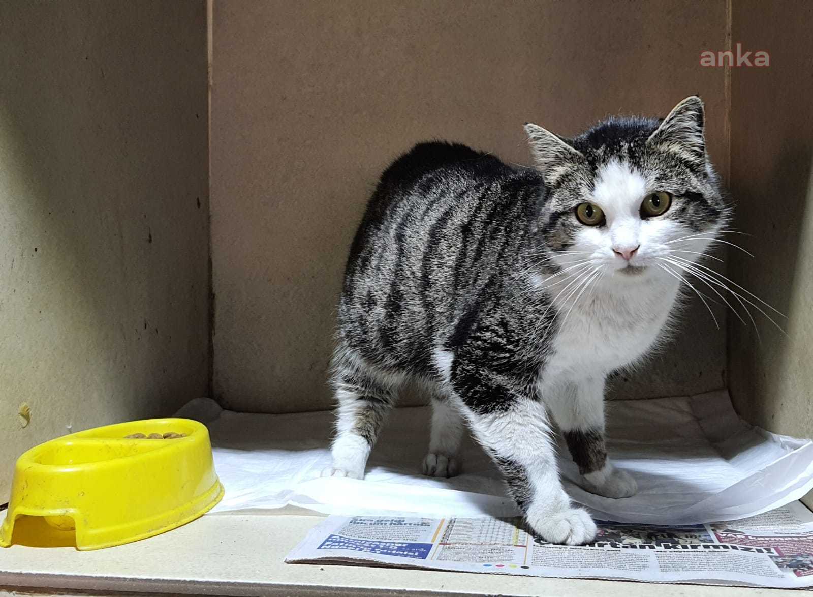 ODUNPAZARI BELEDİYESİ, KEDİLERDE "FİP" HASTALIĞINA KARŞI UYARDI
