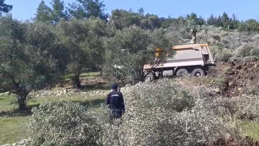 Akbelen'in ardından Çamköy'de zeytin ağacı sökümü