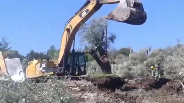 Evrim Rızvanoğlu: Milas’ta zeytin ağaçları sökülüyor