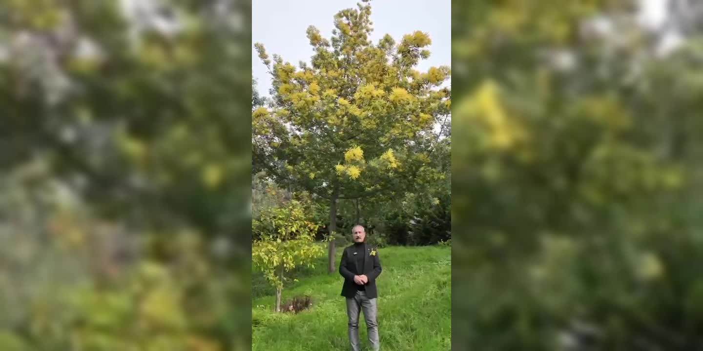 Adalar Mimoza Festivali başlıyor