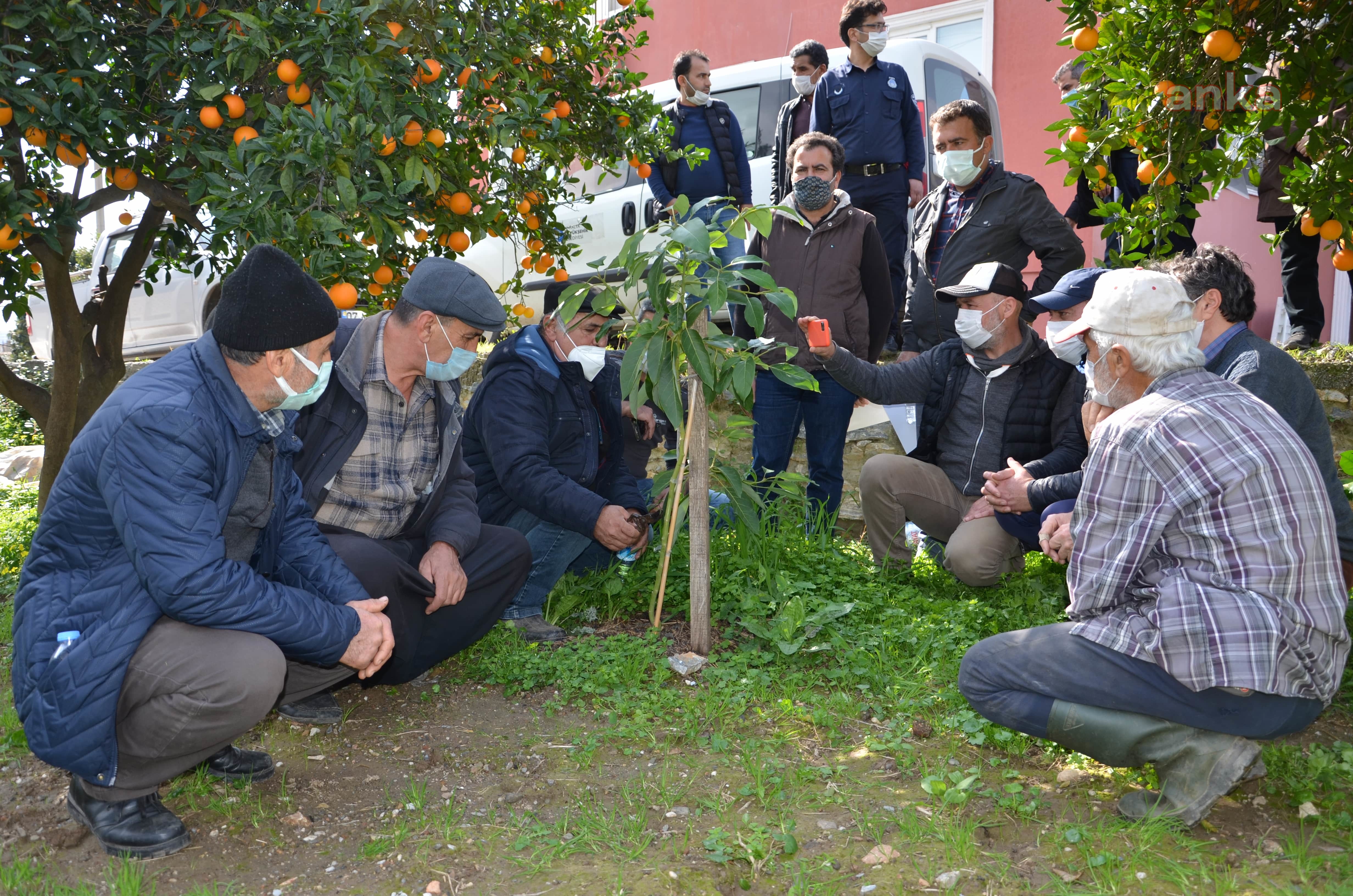 ANTALYA BÜYÜKŞEHİR'DEN ALANYALI ÇİFTÇİLERE UYGULAMALI EĞİTİM