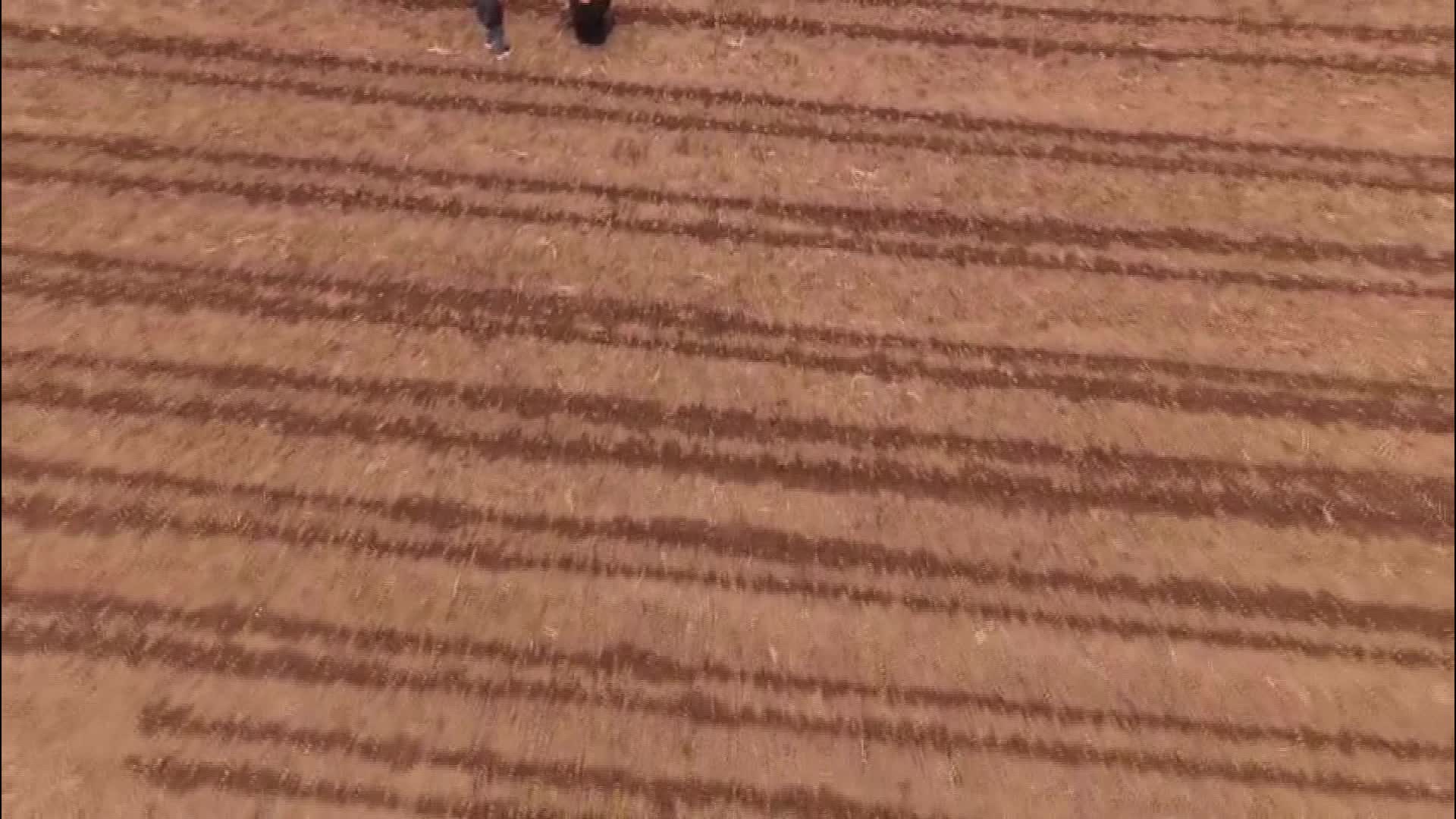 Iğdır’da çiftçiler erkenci marul dikmek için tarlalara indi
