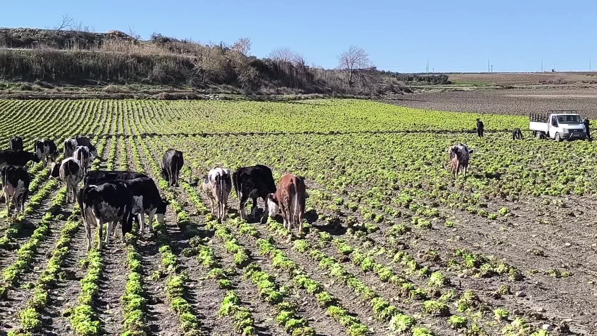 Osmaniyeli çiftçinin satılmayan marulları tarlada hayvanlara yem oldu
