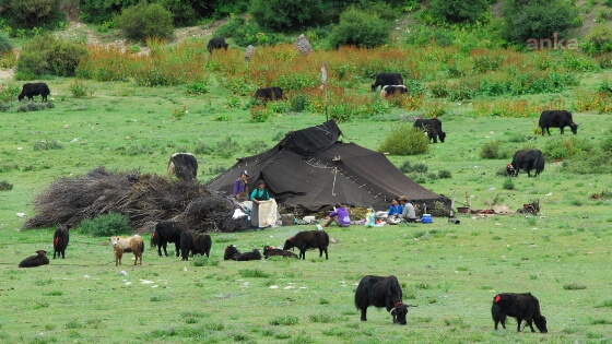 CHP’Lİ TANRIKULU: GÖÇERLERİN YAYLA KİRASI ARTTI