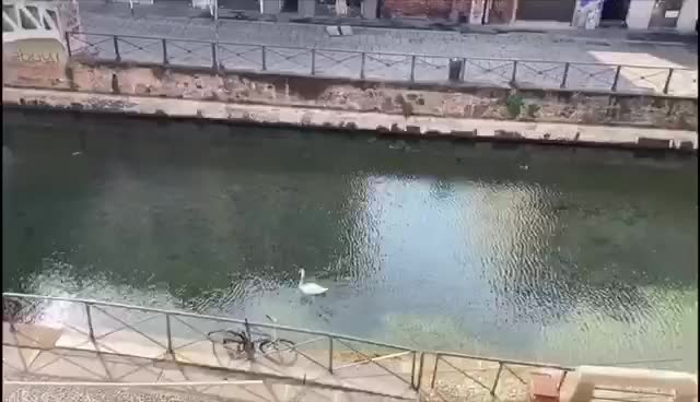 İTALYA’DA DOĞAL HAYAT CANLANDI, BEYAZ KUĞU EVLERİNDEKİ İNSANLARIN NEŞESİ OLDU