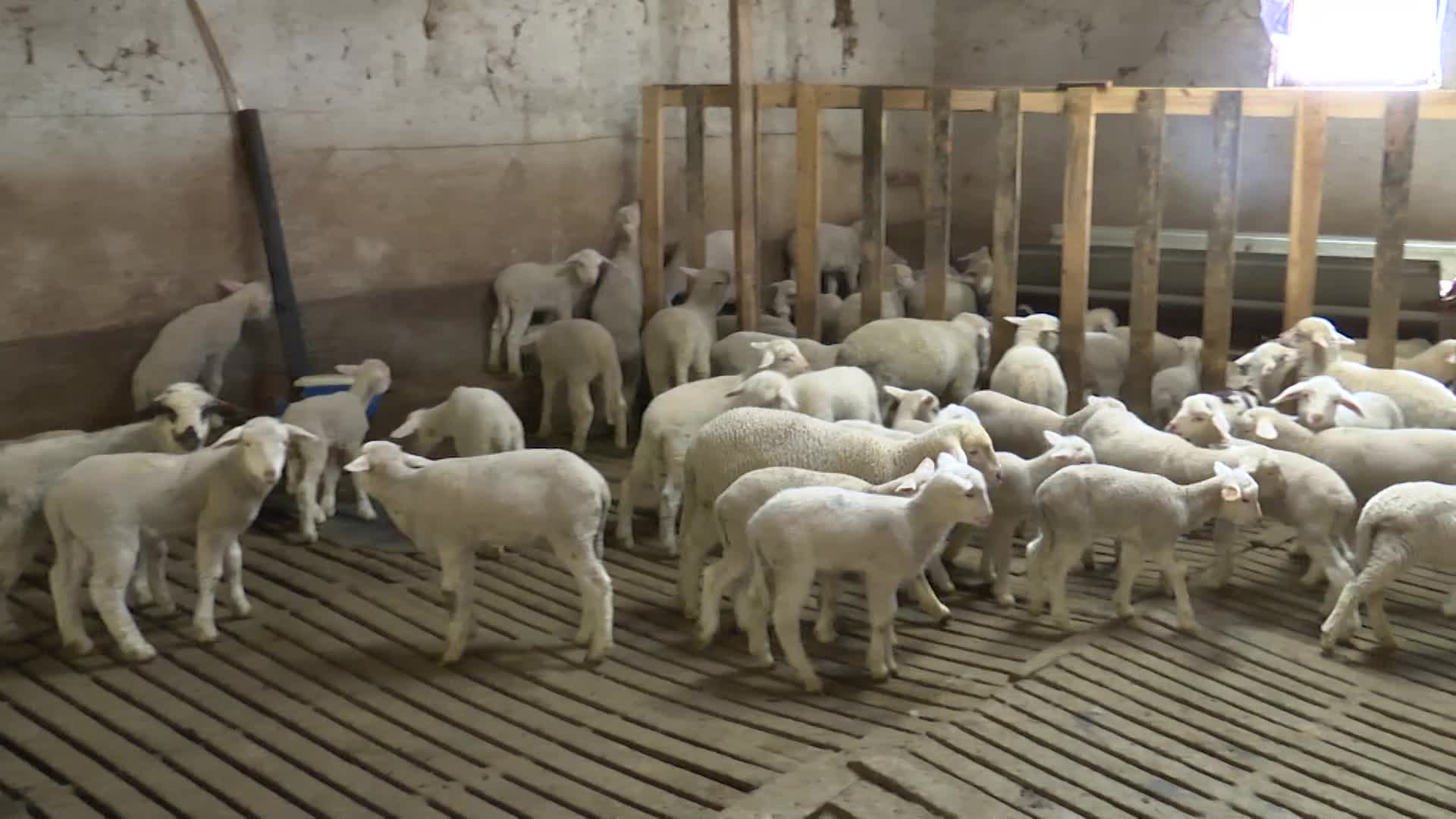 ABB ile Ankara Veteriner Hekimleri Odası'ndan "Veteriner Hekimliği Hizmet Projesi"