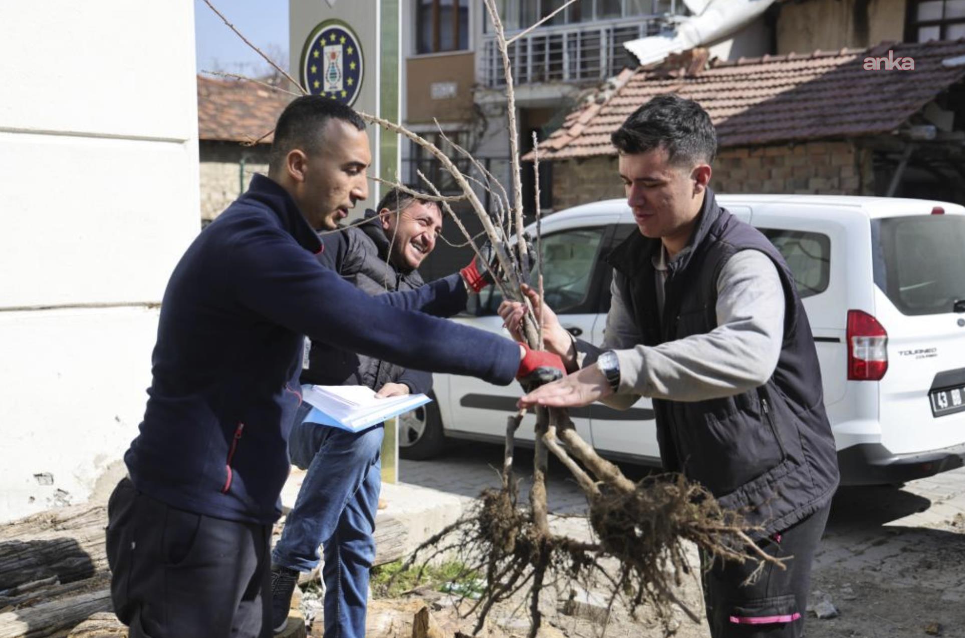 Kütahya’nın yerel kiraz türleri toprakla buluşuyor