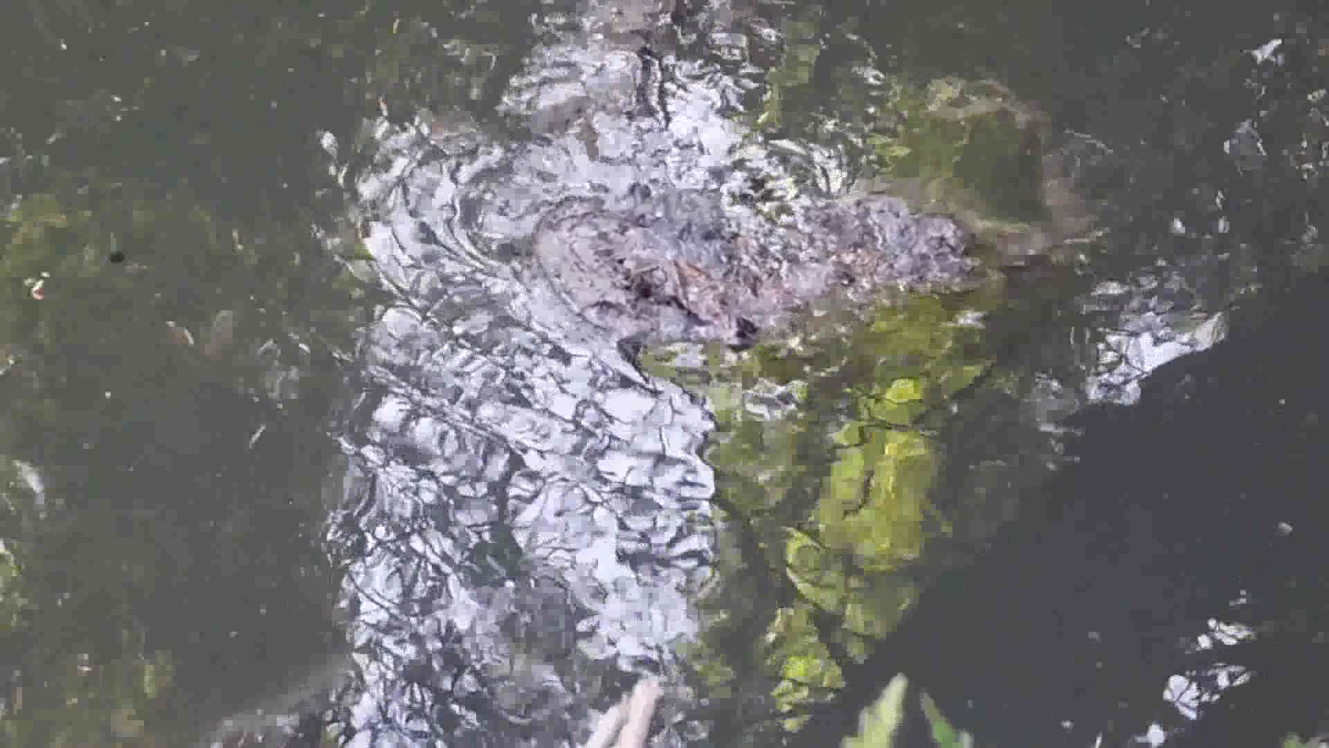 Gediz Nehri mercek altında... İzmir Körfezi ve tarım toprakları kirlilik kıskacında