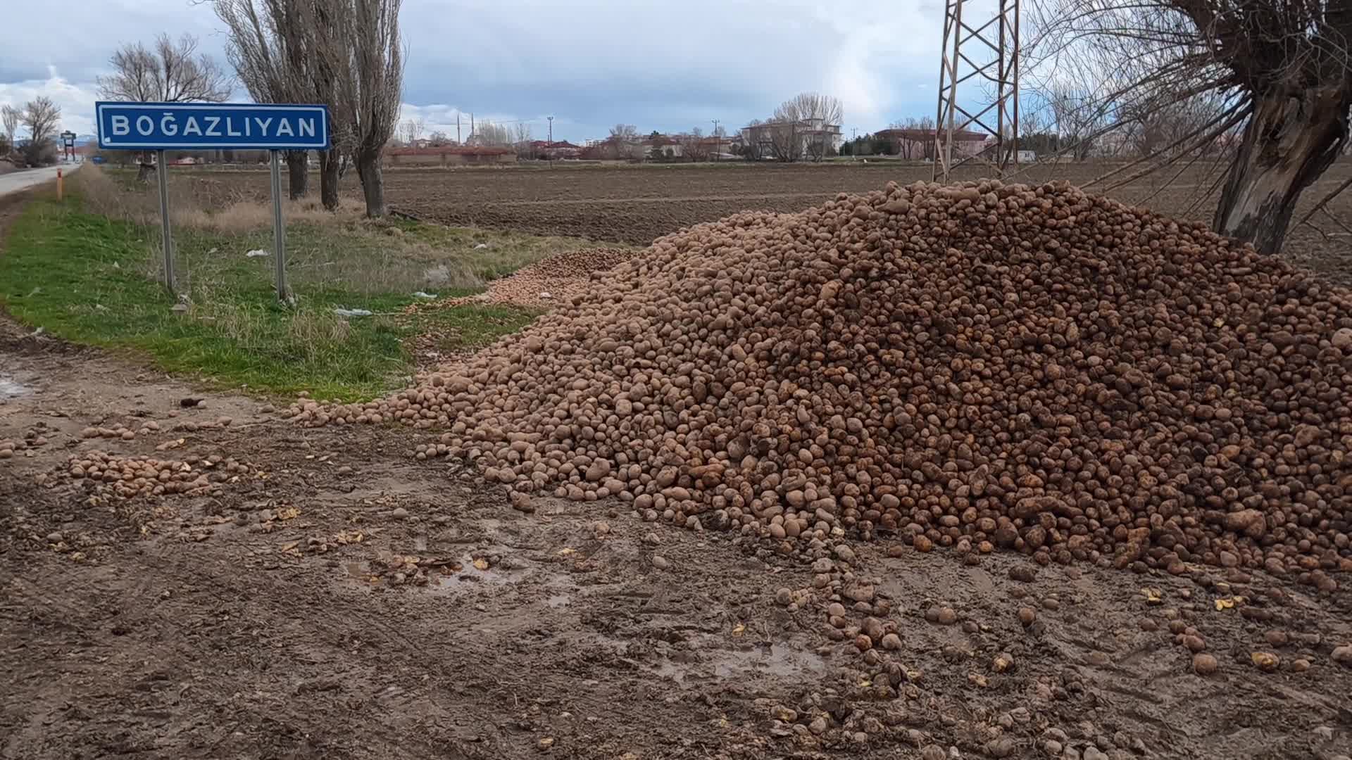Marketlerde yaklaşık 25 liradan satılan patates Yozgat'ta hayvan yemi oldu: "Eğer patates bu hale düşüyorsa bu ülke iyi yönetilmiyordur"