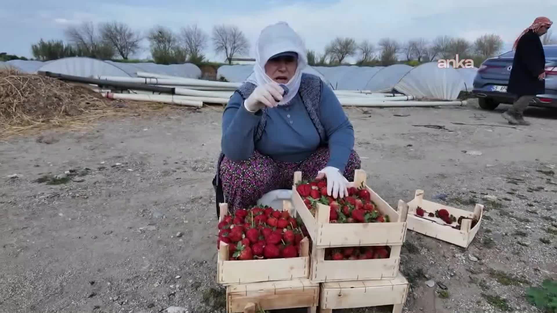 Aydın'da çilek üreticisi ve işçisi ortak dertte: "Üreten de kazanamıyor, emekçi de"