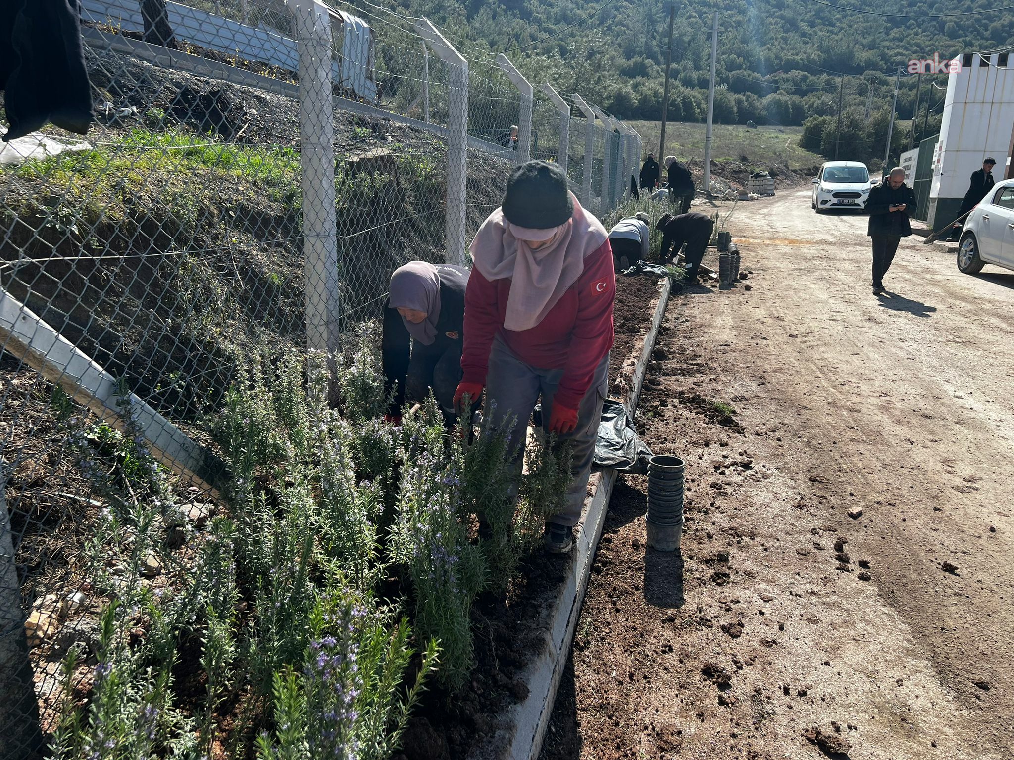 Bilecik Belediyesi ekipleri, yeşillendirme ve peyzaj çalışmalarıyla kenti güzelleştiriyor
