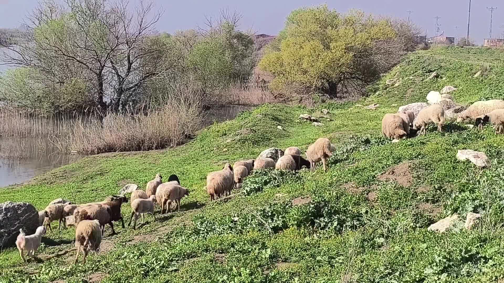 Besiciler artan maliyetlerden yakındı: Bir şey kazanamıyoruz, kurbanlık beslemeyi bıraktık