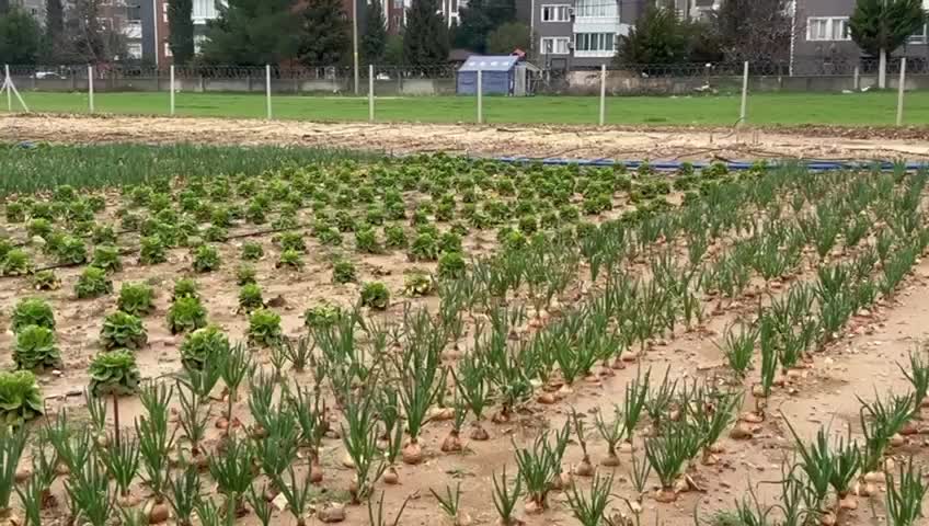 Adıyaman Belediyesi’nde yeni üretilen bahar sebzeleri satışta