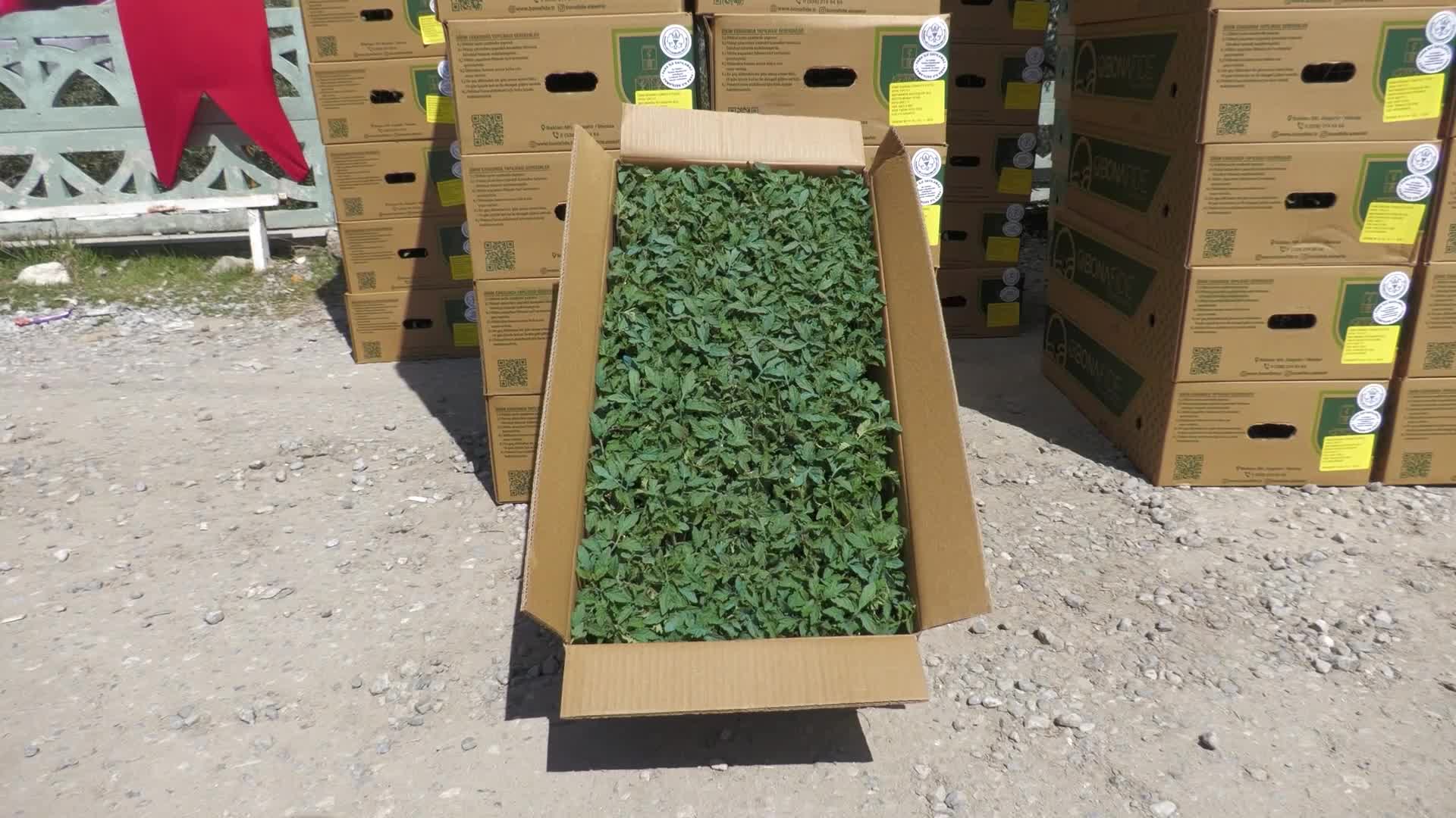 Gördes’te üreticinin yüzü güldü: 73 bin domates fidesi toprakla buluşuyor