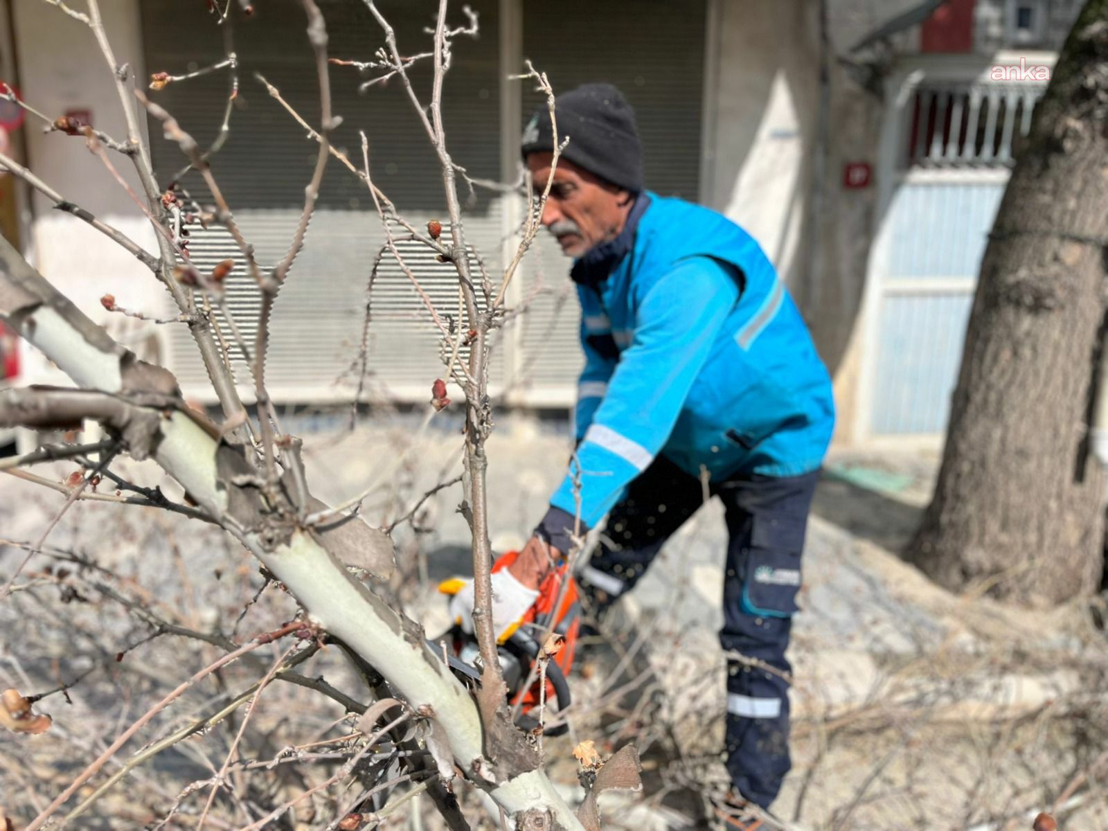 Adıyaman Belediyesi’nden ağaçlara bahar bakımı