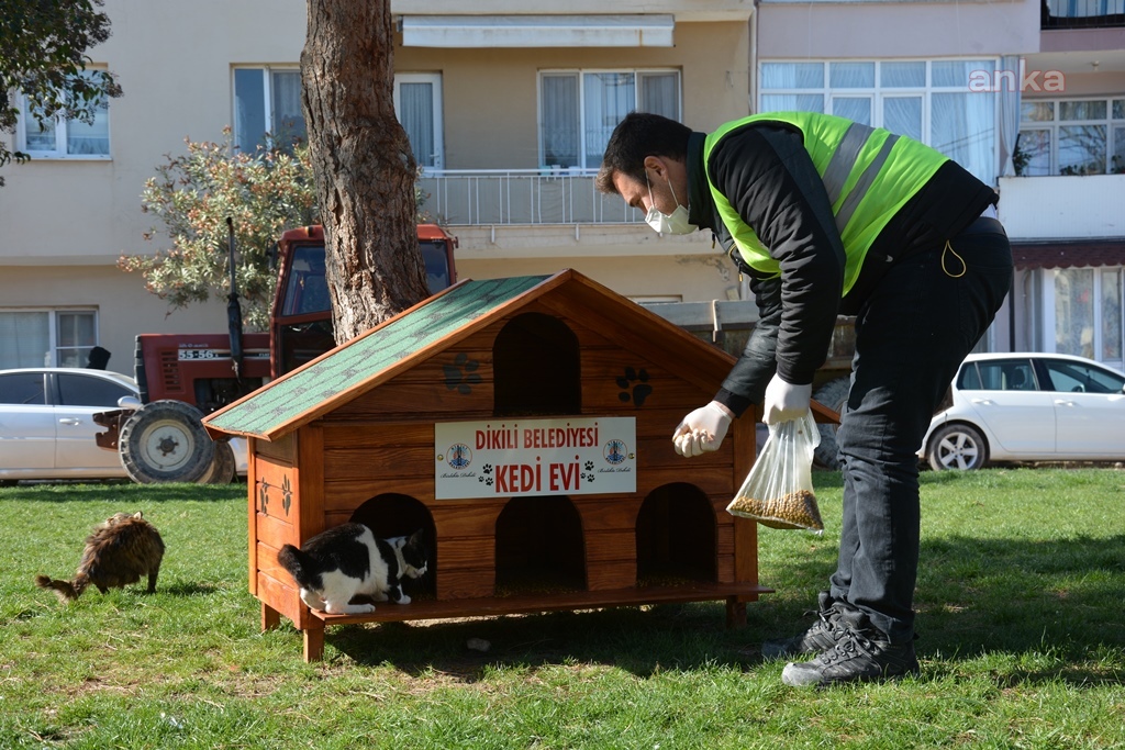 DİKİLİ BELEDİYESİ'NDEN SOKAK KEDİLERİNE SICAK YUVA