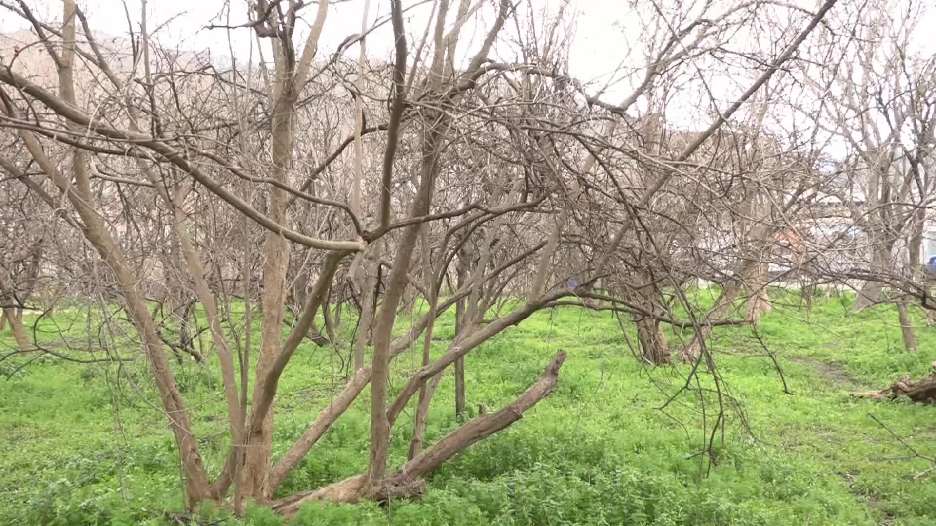 BORNOVA'DA ÜRETİM BAŞLADI... "AYVA"SI VAR "NAR"I VAR!