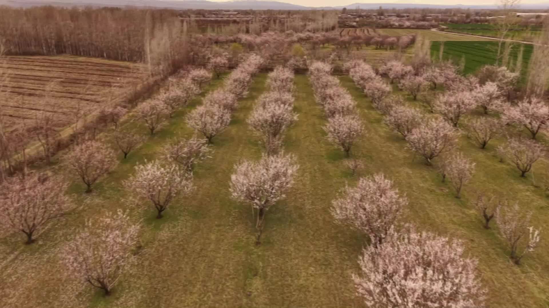 Iğdır'da kayısı ağaçları çiçek açtı