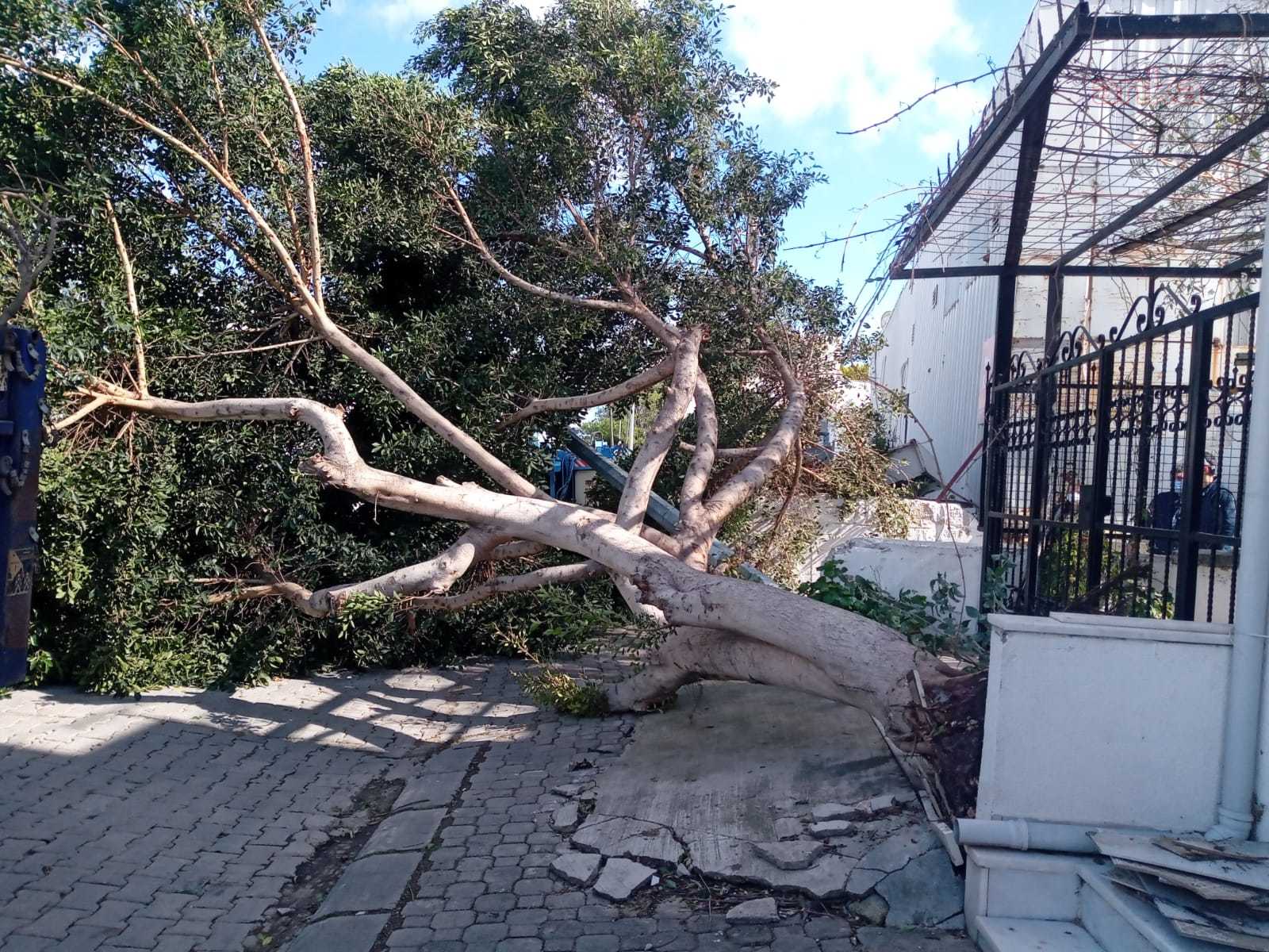 BODRUM'DA DEVRİLEN AĞAÇLARIN YERİNE YENİ AĞAÇLAR DİKİLDİ