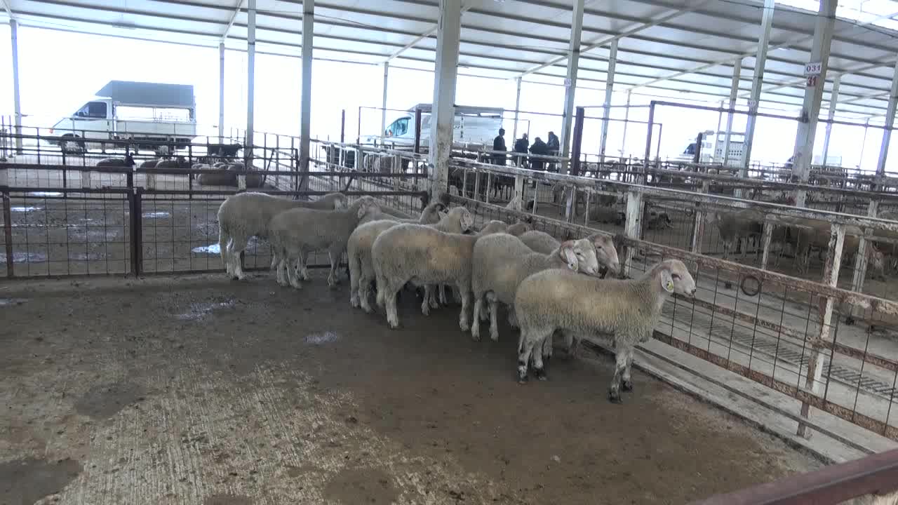 Nazilli'de kurban pazarında üretici de vatandaş da dertli: Maliyet yüksek, satış yok
