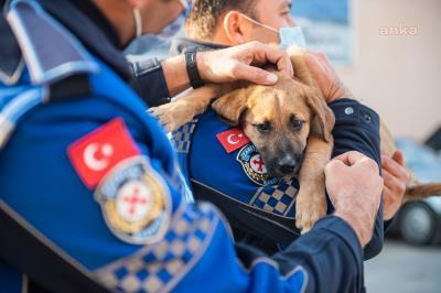 İZMİR BÜYÜKŞEHİR, SOKAK HAYVANLARI İÇİN ÇALIŞIYOR