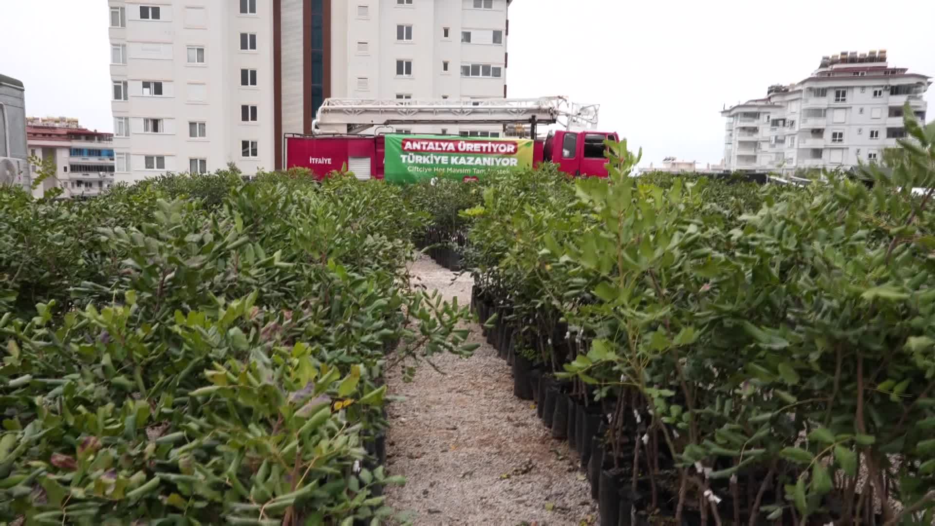 Antalya Büyükşehir Belediyesi’nden Alanya’nın coğrafi işaretli keçiboynuzuna destek