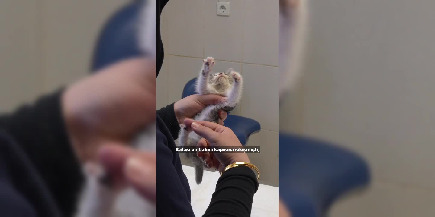 Yavru kedi Zero, Buca Belediyesi sayesinde hayata tutundu