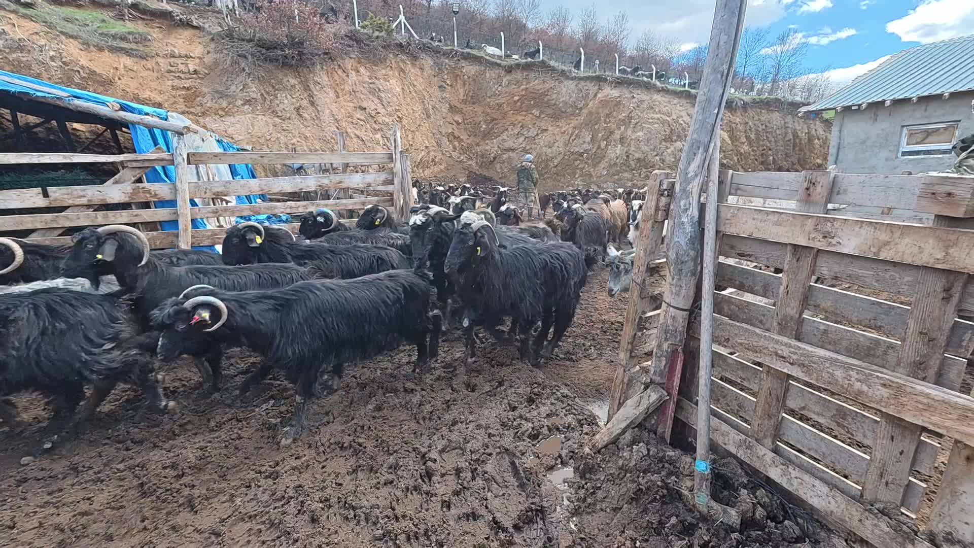 Yozgatlı besici: "Yem fiyatları çok yüksek, bizim sütümüze hiç zam geldiği yok"
