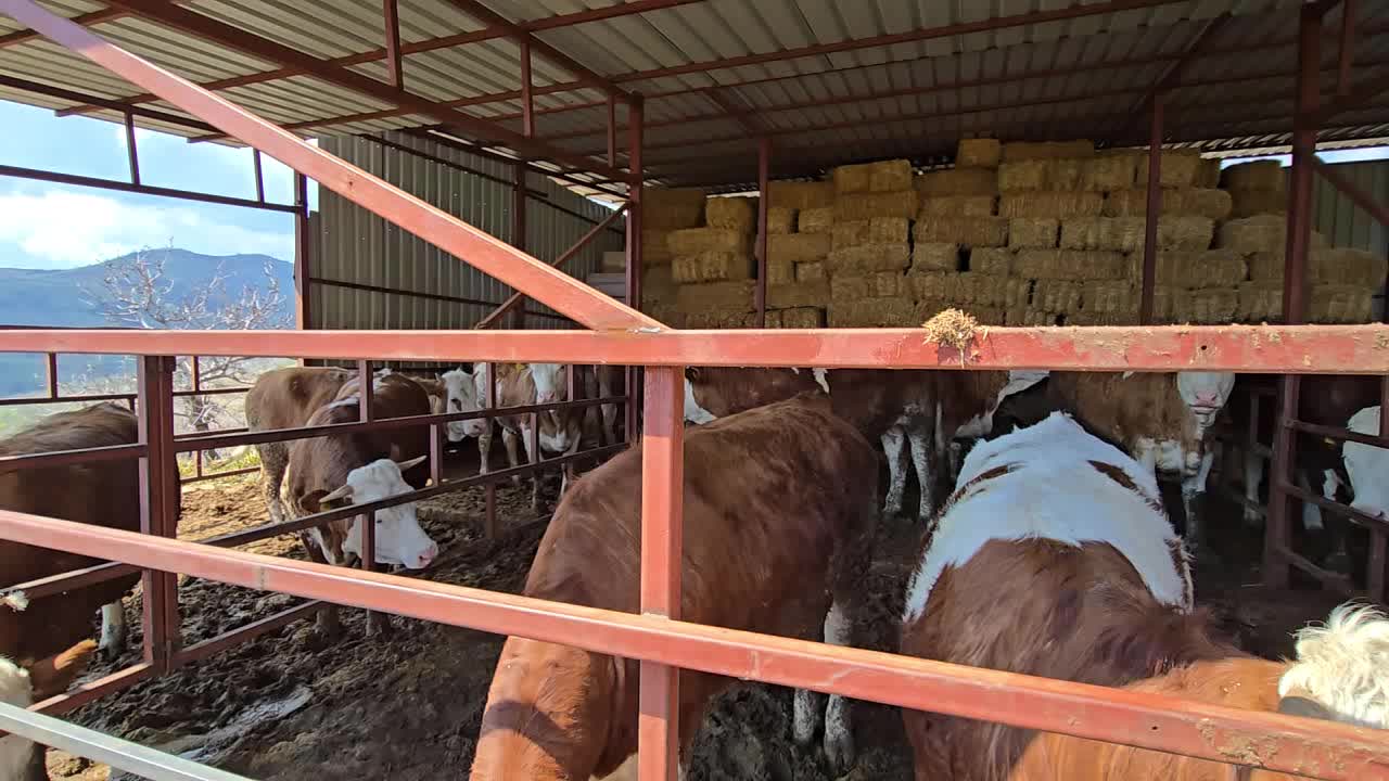 Aydın Sultanhisar İncialan’da kurbanlık maliyetleri üreticiyi zorluyor: Geçen sene 25 bin lira olan hisse bu sene 50 bin liraya çıktı