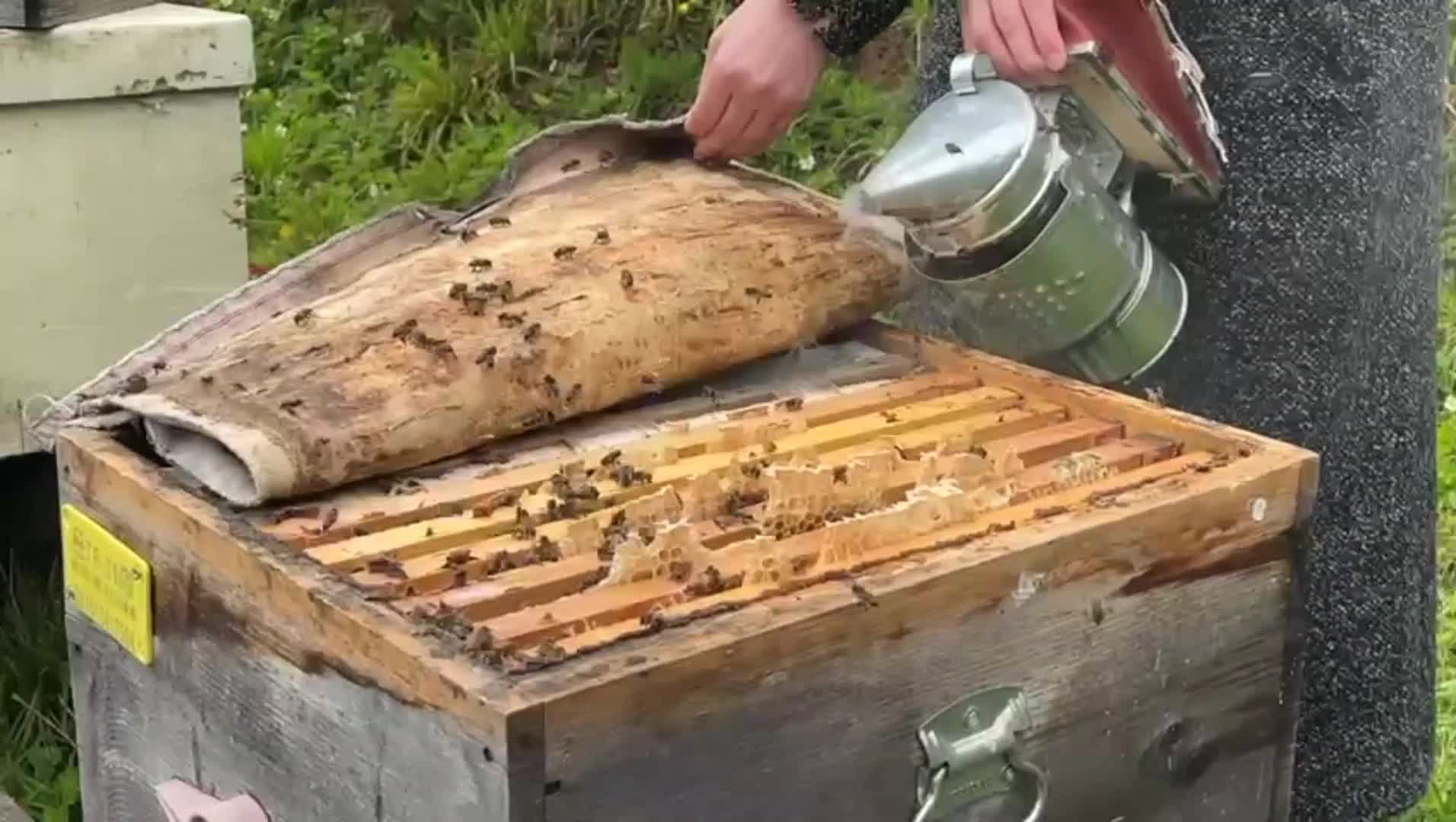 Artvin Hatila’daki Gen Merkezi, Kafkas Arısı ile Artvin balını geleceğe taşıyor