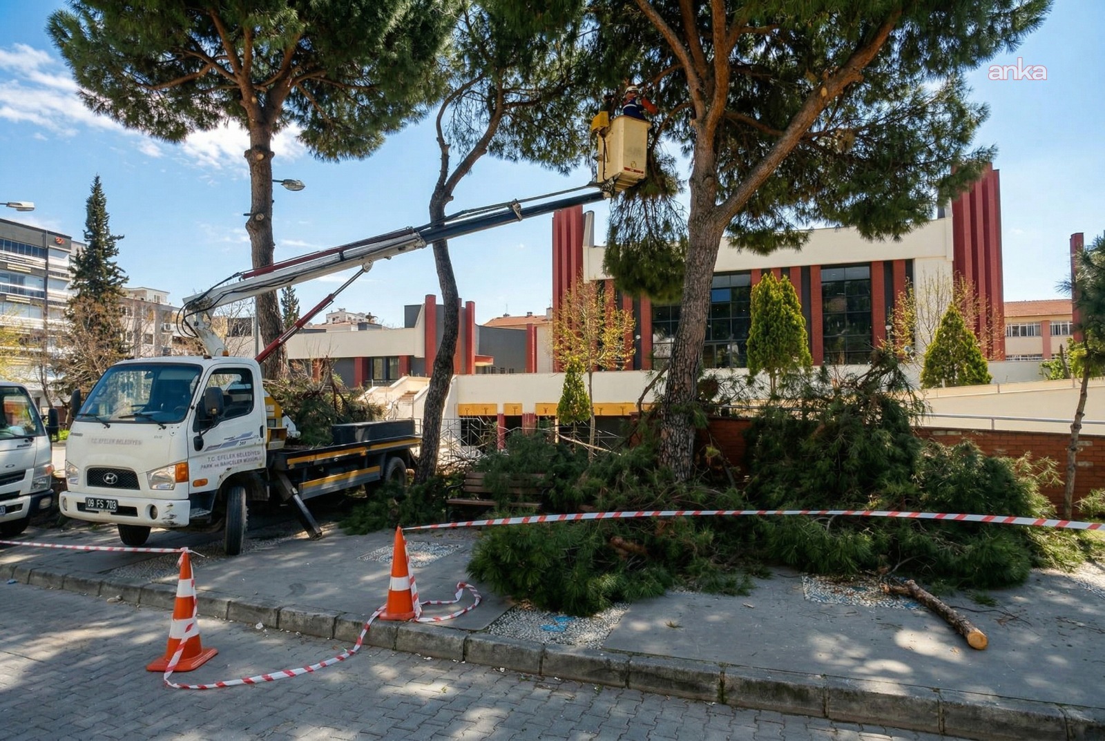 Efeler Belediyesi’nden yüksek çam ağaçlarına bakım