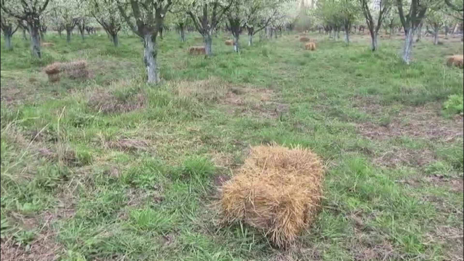 Iğdır’da kayısı üreticileri zirai dona karşı saman yakarak nöbet tuttu