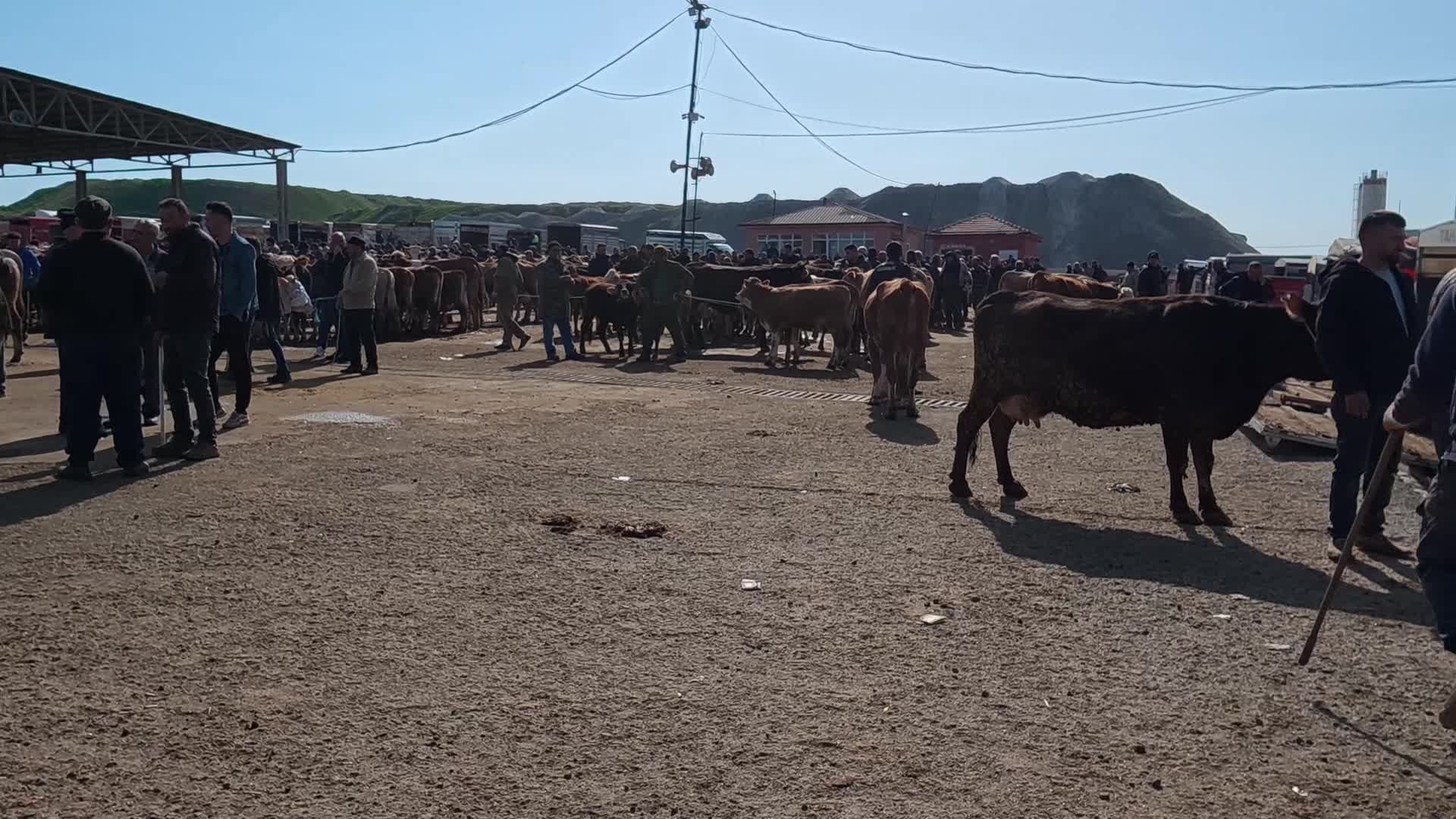 Kurbanlık satışları başladı: "Millette para yok. Bir dana 300 bin lira oldu. Milletin gücü yetmiyor"