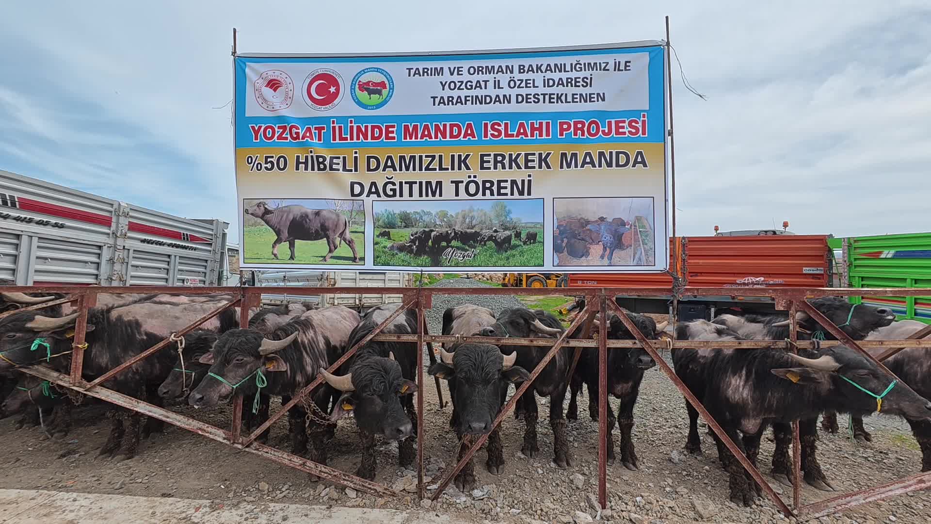 Yozgat'ta 20 besiciye yüzde 50 hibe destekli 20 erkek manda dağıtıldı